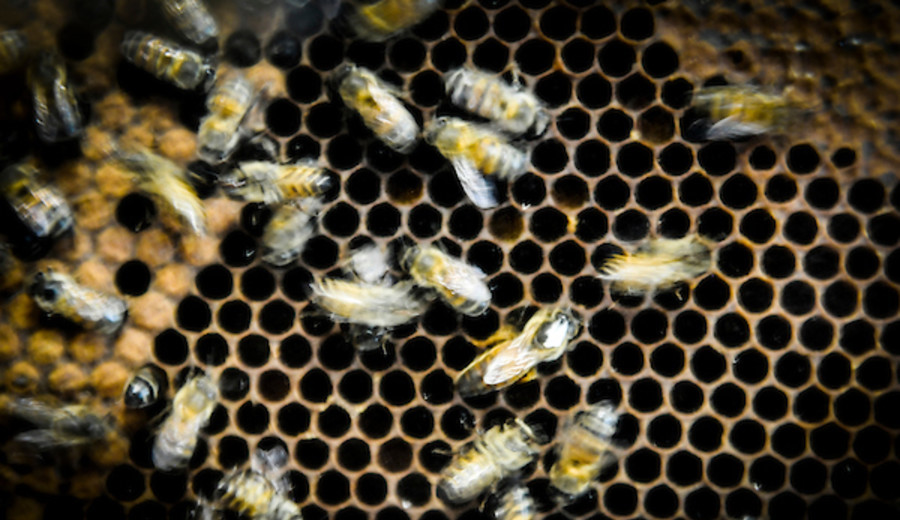 imagen de Las abejas son fundamentales para el futuro del planeta