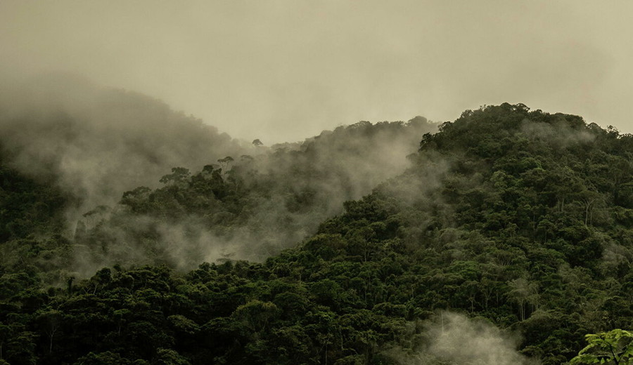 imagen de La mafia en los bosques colombianos: El “modus operandi” de los traficantes de madera