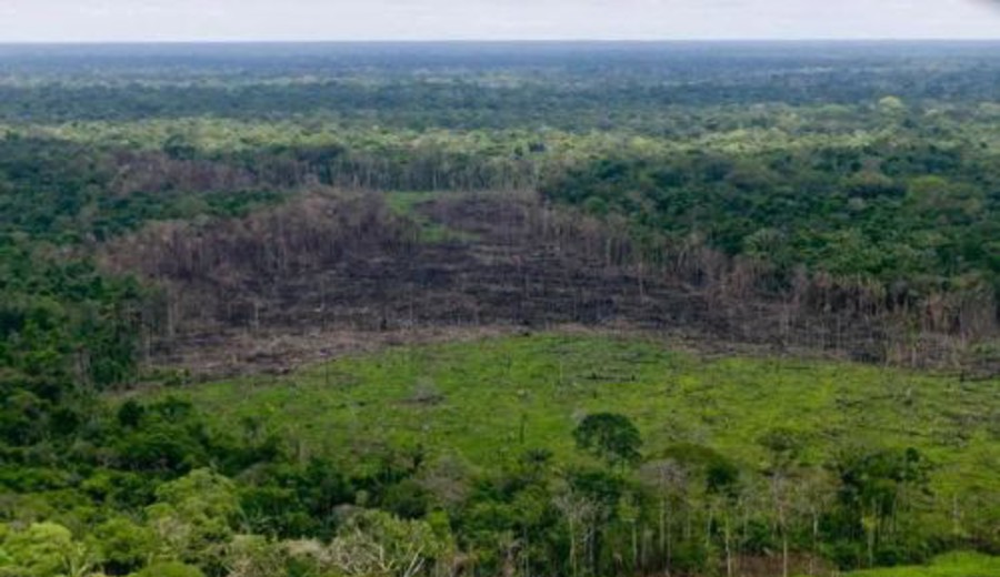 imagen de Deforestación: por qué la mitad de los árboles plantados para restaurar los bosques no perduran