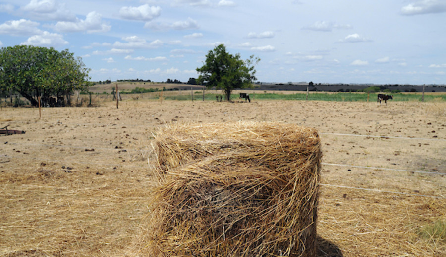 imagen de Anunciaron medidas para productores afectados por la sequía