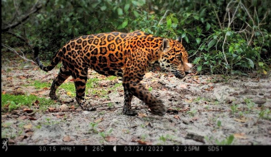 imagen de Guardianes de animales en peligro de extinción en ambos extremos bajo una "nube"