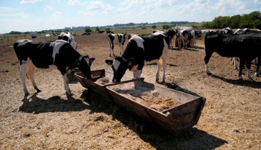 imagen de Extienden hasta fin de año la emergencia agropecuaria