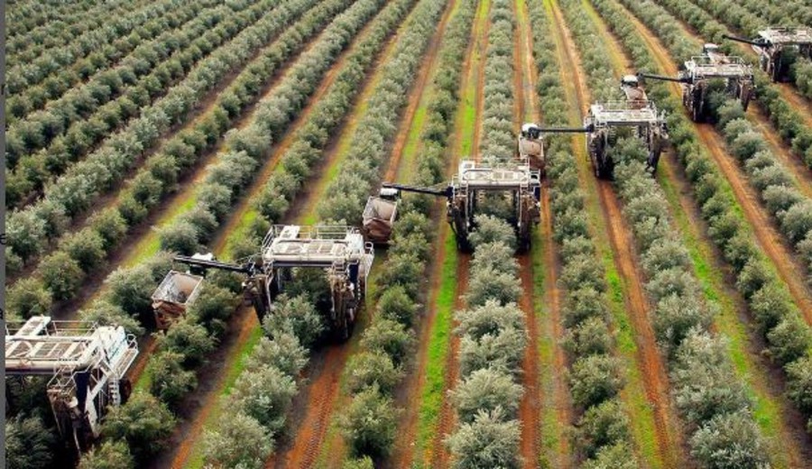 imagen de En Argentina se fabrican máquinas para cosechar olivos que tienen aceptación mundial