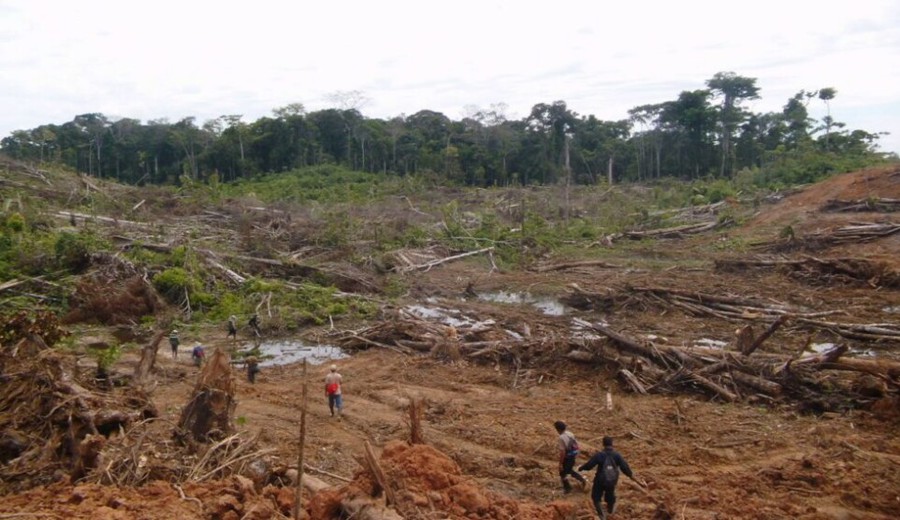 imagen de Alerta en la ONU por reformas a la ley forestal de Perú