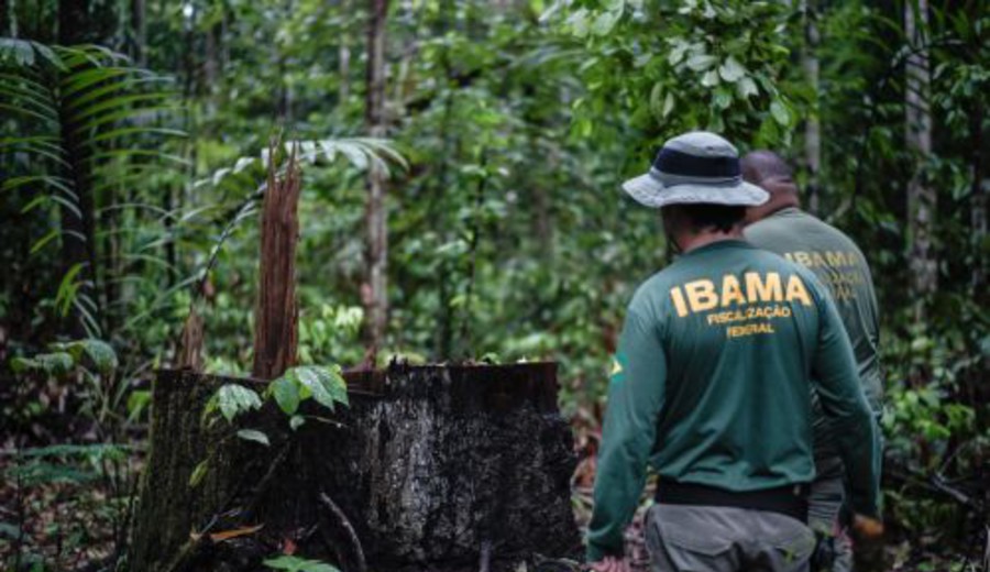 imagen de América Latina expande el marco legal contra los delitos ambientales