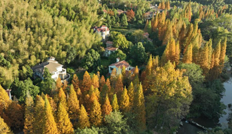 imagen de China planta casi 4 millones de hectáreas de bosques en 2023