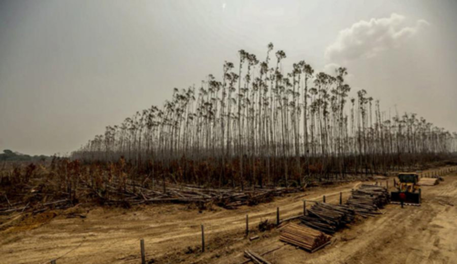 imagen de Deforestadas de nuevo más del 60 por ciento de las áreas recuperadas de la Amazonía