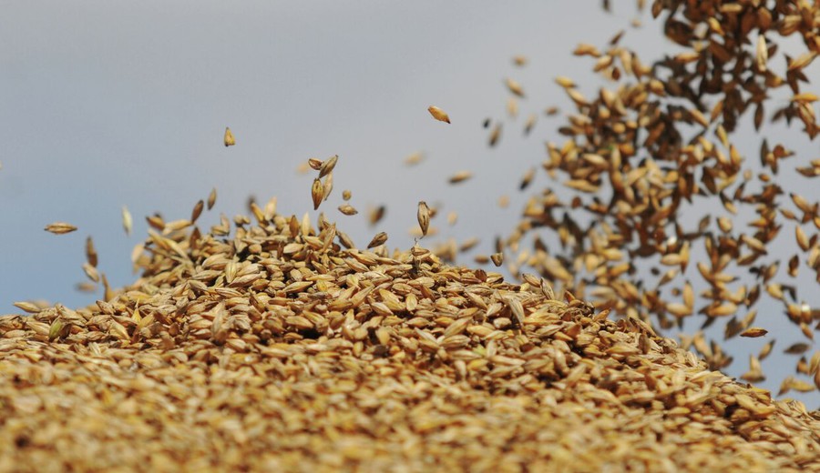 imagen de "Una sacudida para el mercado mundial": Rusia busca crear una bolsa de cereales de los BRICS