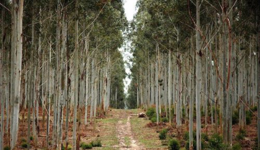 imagen de Corporación japonesa, líder en área de pulpa y papel, compró 41.000 hectáreas de campo por U$S300 millones