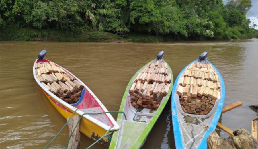 imagen de La 'fiebre de balsa' trajo esperanza y estragos en la Amazonía. ¿Qué pasó después?