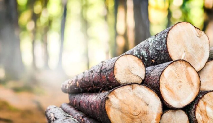 imagen de Logran cultivar la primera madera viva en la historia: ¿Será el fin de la deforestación?