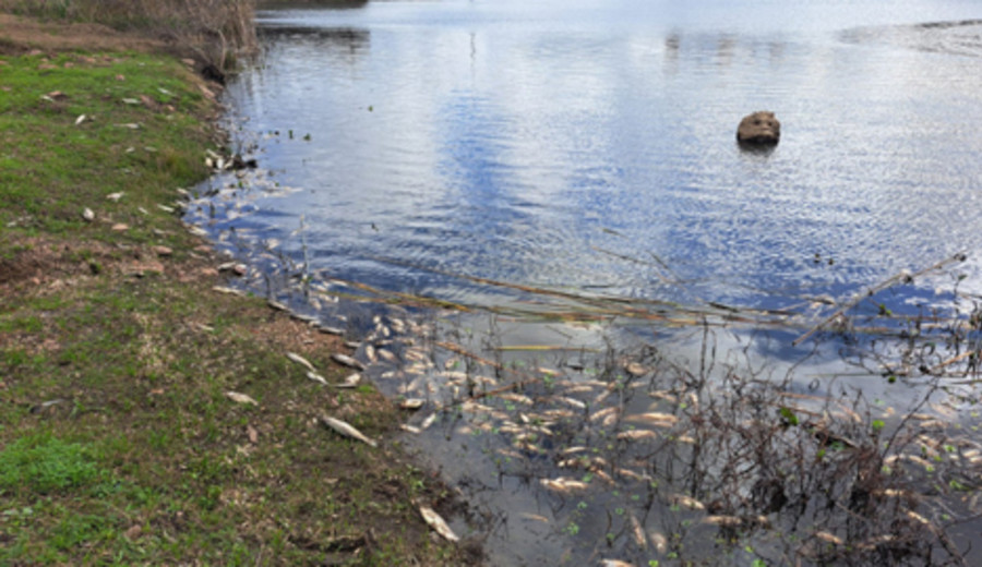 imagen de Mortandad de peces registrada en Canelones se debe a las bajas temperaturas