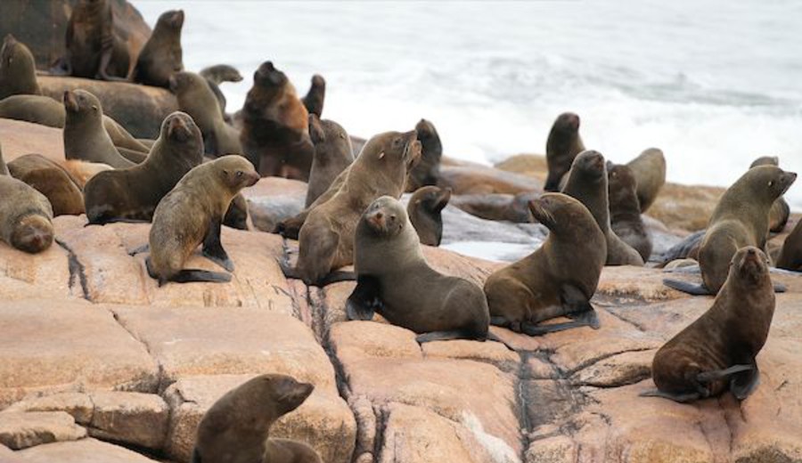 imagen de Ministerio de Ambiente catalogó a la Isla de Lobos como Área Natural Protegida