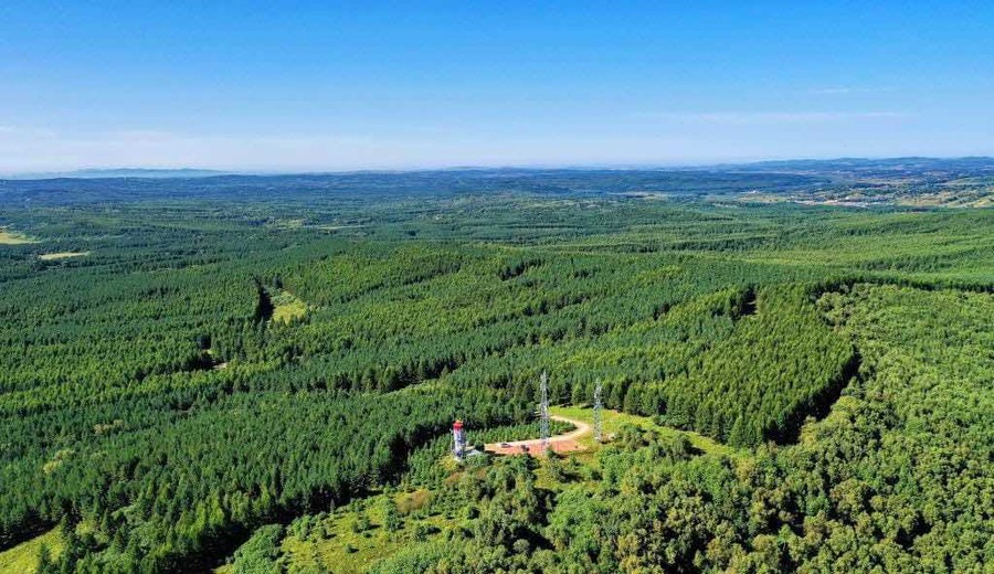 imagen de China crea el mayor bosque artificial del mundo… en un desierto