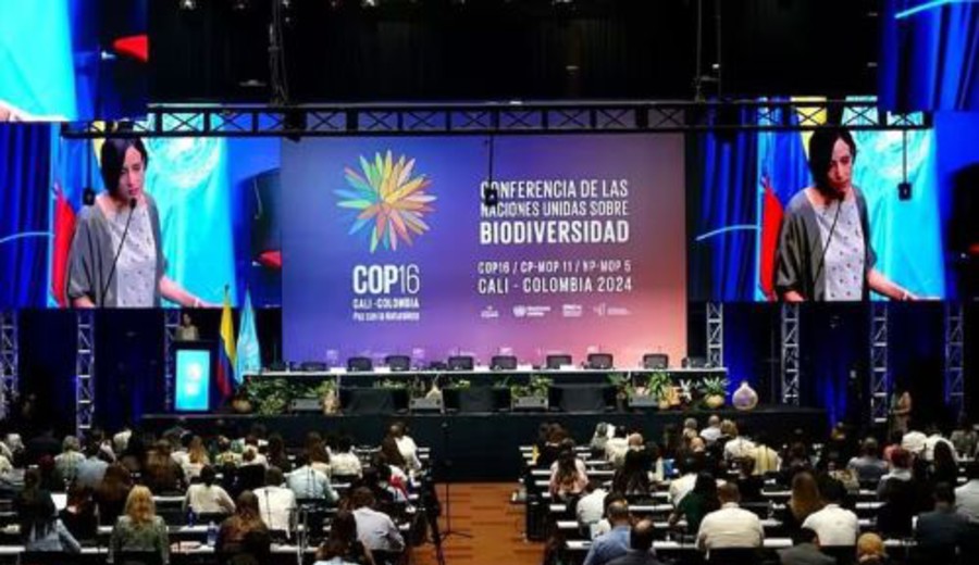 imagen de Concluye sin acuerdo la COP16 en Cali