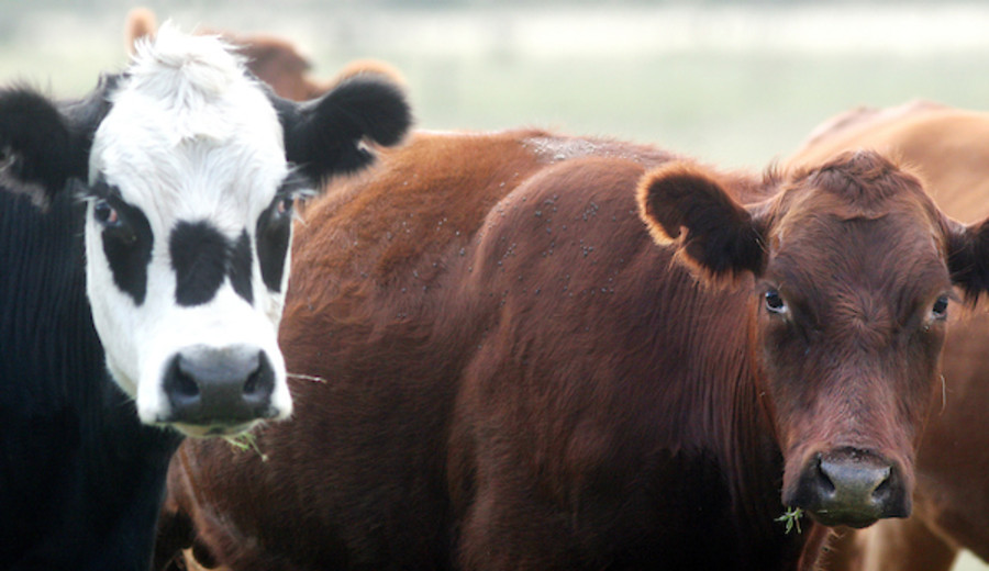 imagen de “El dulce pica los dientes”: Referente del agro sintetizó lo “irreal” de obtener 10% de rentabilidad anual sobre capital